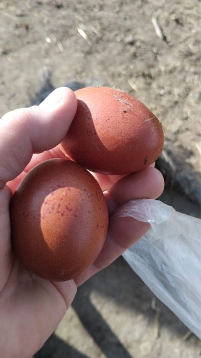 Oua marans de vanzare