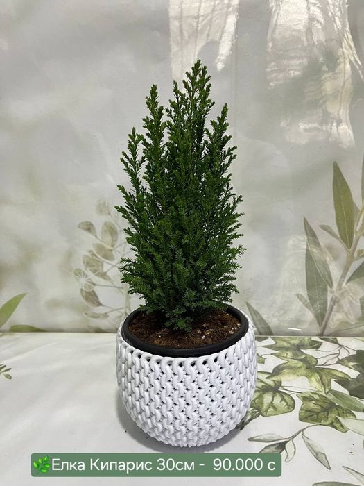 Кипарис, Елка, Аспарагус, Рускус, Бамбук.