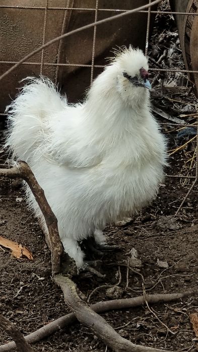 Vând  cocos mătase  japoneză si cochinchina pitic  pitic
