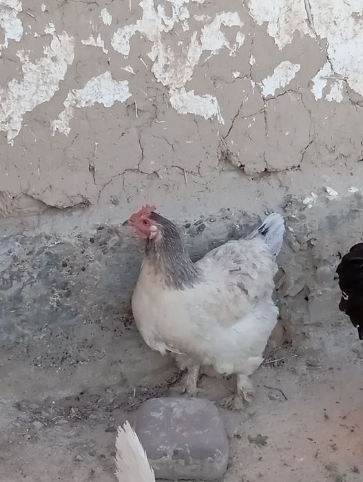 3 тауық сатылады