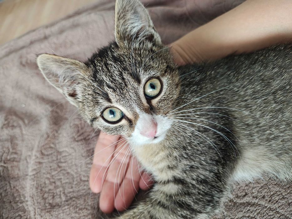 Pisica spre adoptie