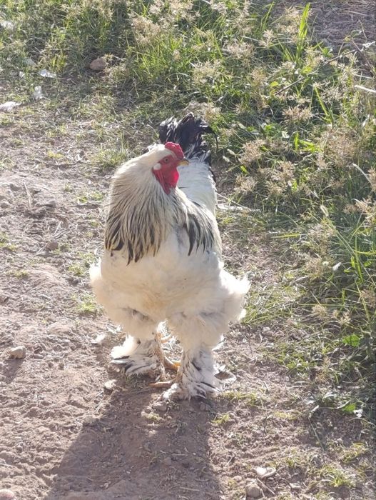 Burama xoʻrozlar  sotiladi