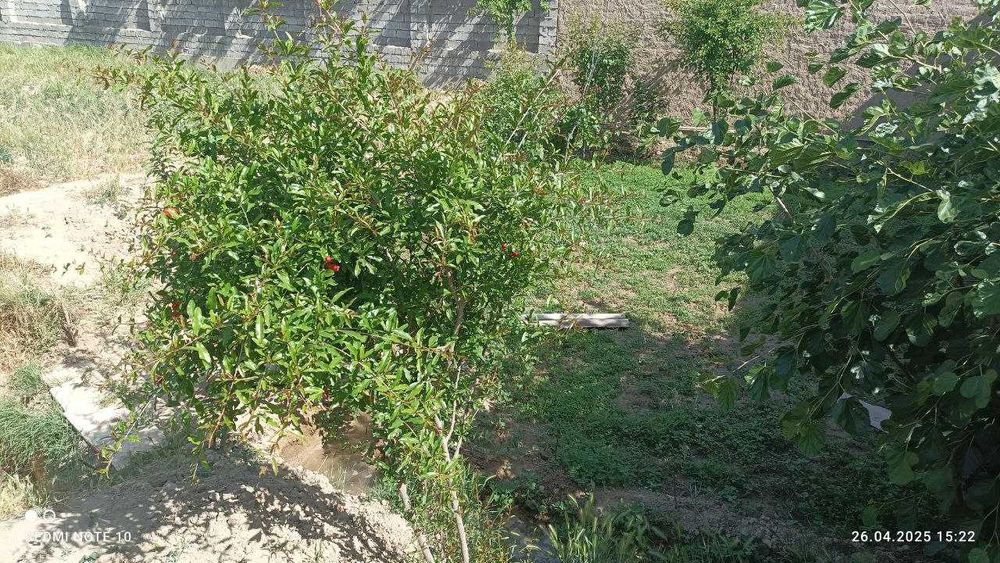 Қарши шахар Арал овул махалласи Тутак кучаси 7 Б-уй