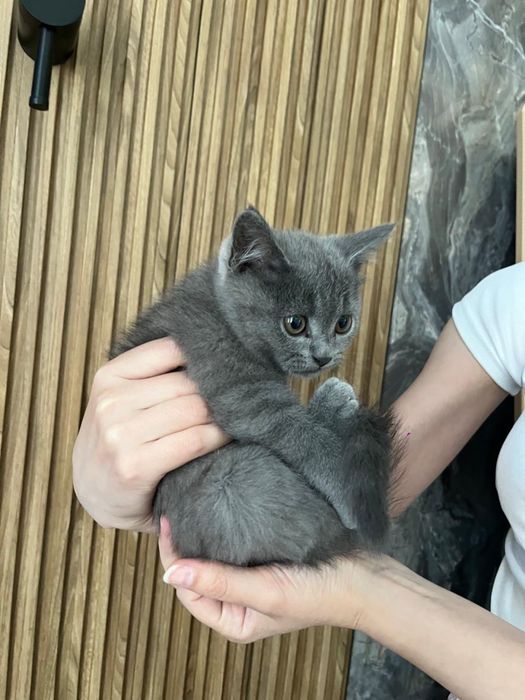Кошки мальчик 2 месяцев