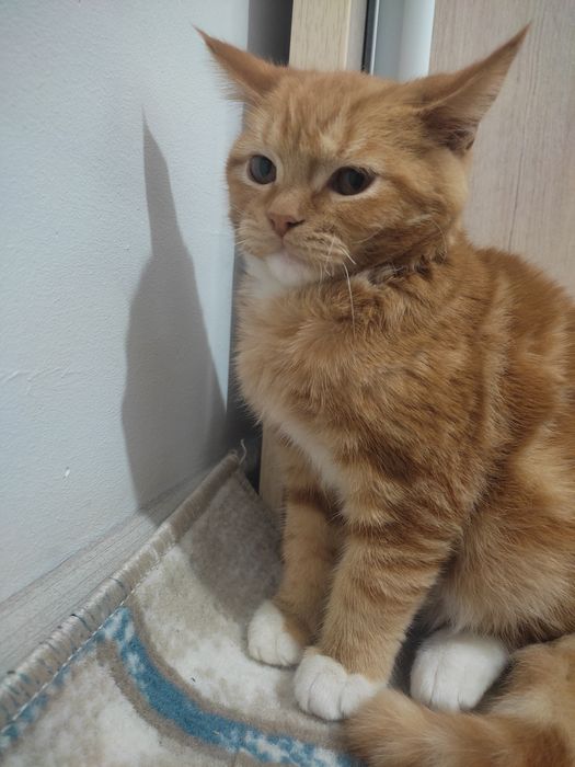 Xotinimni mast rus yigitlari sikishi menga yoqadi.