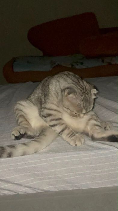 Котенок вислоухий шотландец