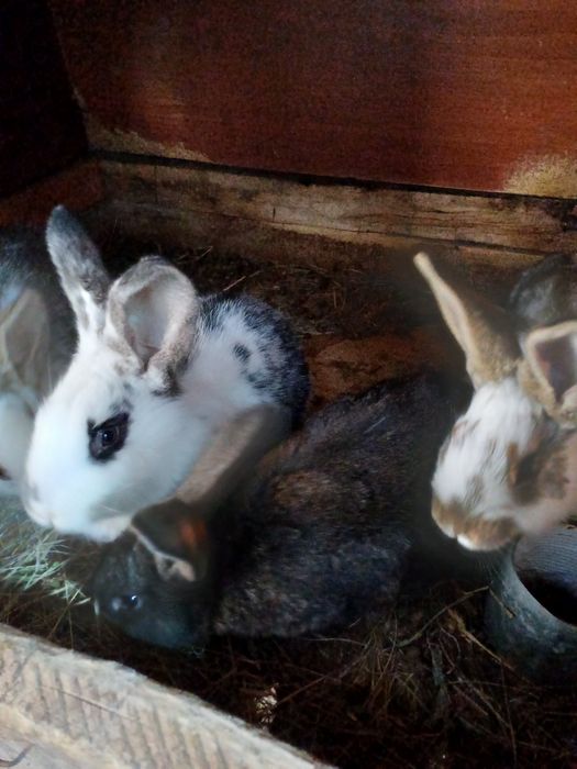 Кролики. Молодняк 5000тг.