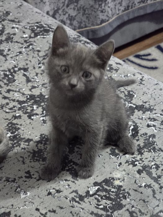 Отдам котят в хорошие руки