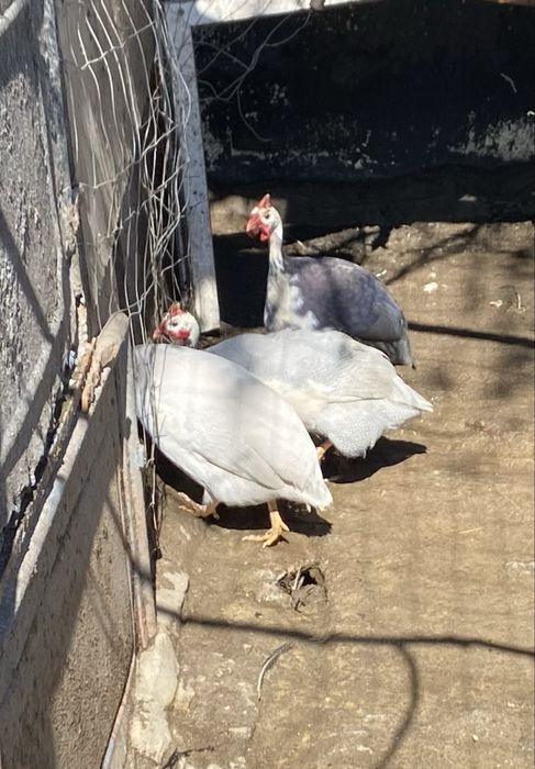 Oua bibilica multicolora pentru incubat