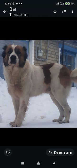 Алабай приглашает на вязку.