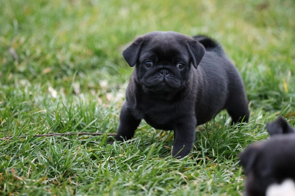 Mops Pug Negru Canisa autorizata Dogisland K9