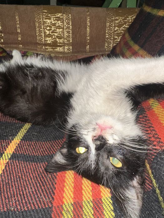 Котенок в добрые руки