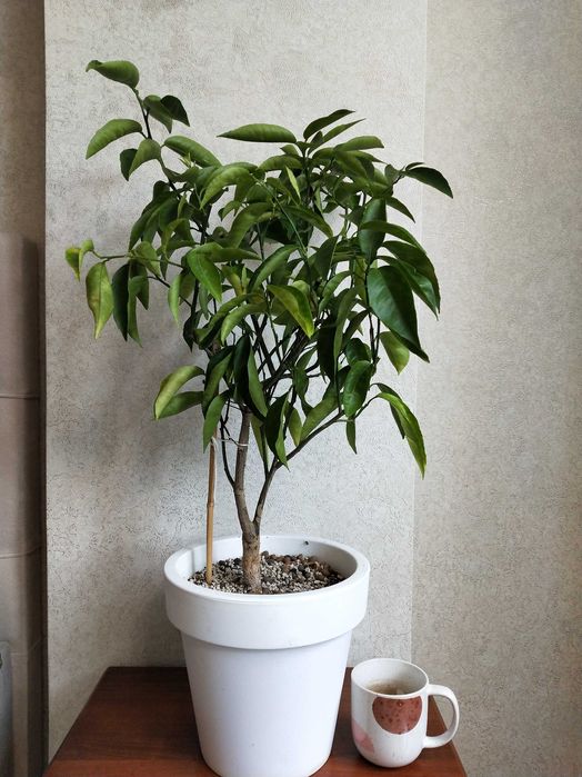 Мандарин сладкий саженец