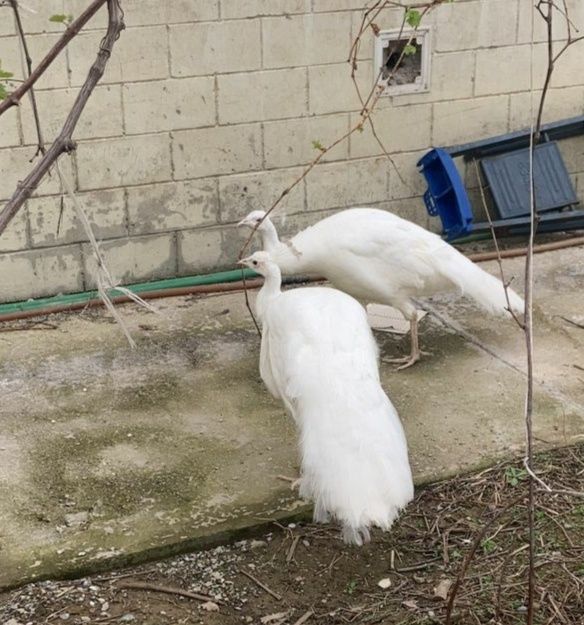 Белые и Индийские павлины ..