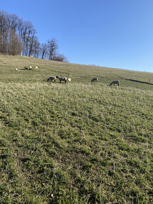 Oi de vânzare+berbec