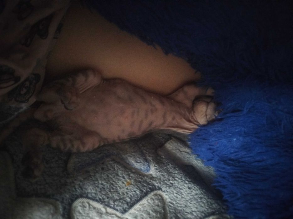 Донской сфинкс-вязка