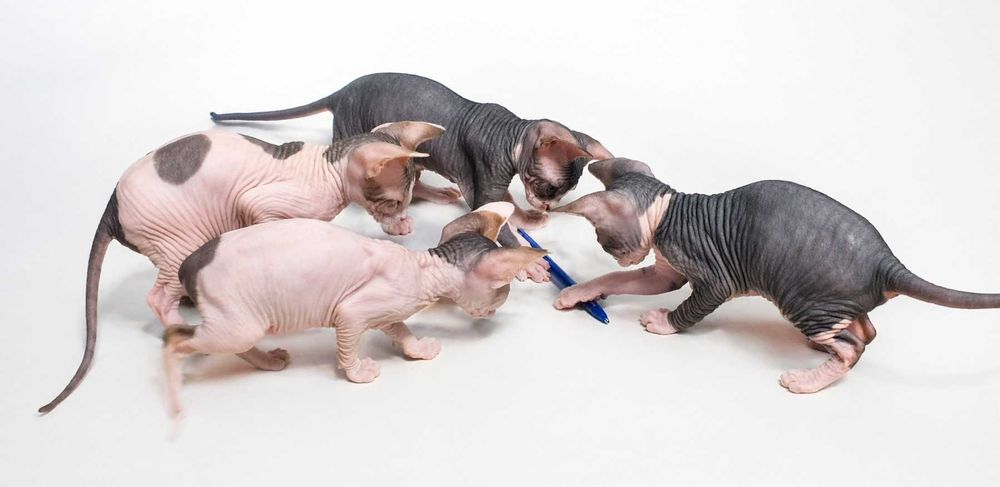 Продаются котята Канадского сфинкса