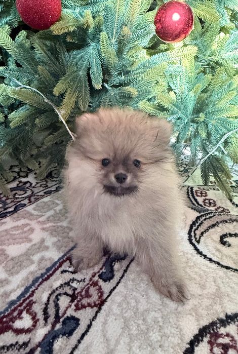 Продаются щенки малого немецкого шпица