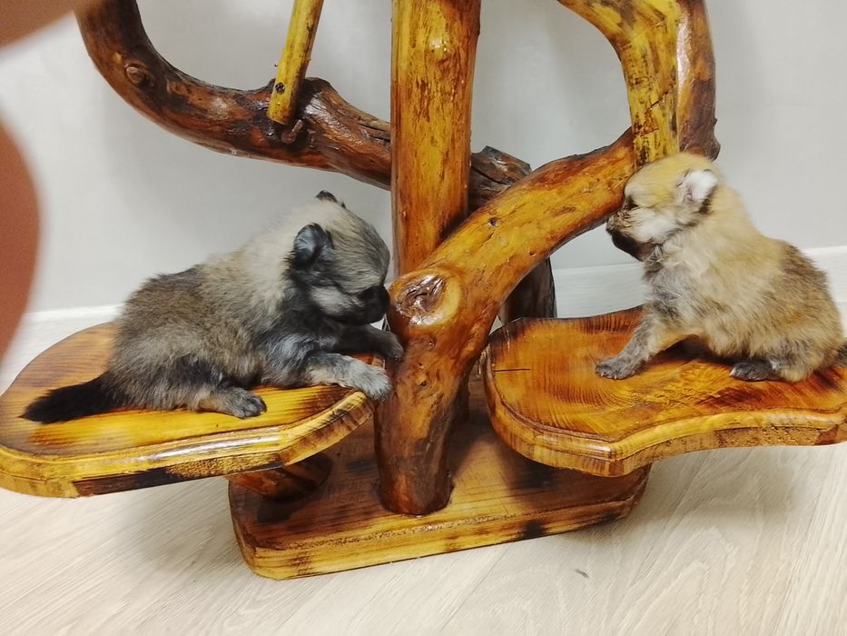 Щенки шпица 250000