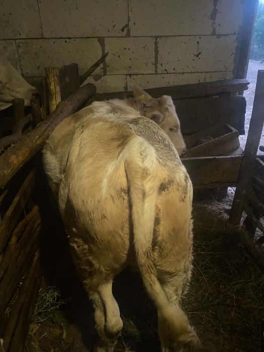 Jurincă vârstă 5 luni