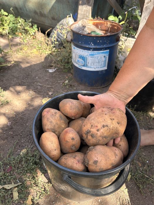 Продам картофель дачный отборный
