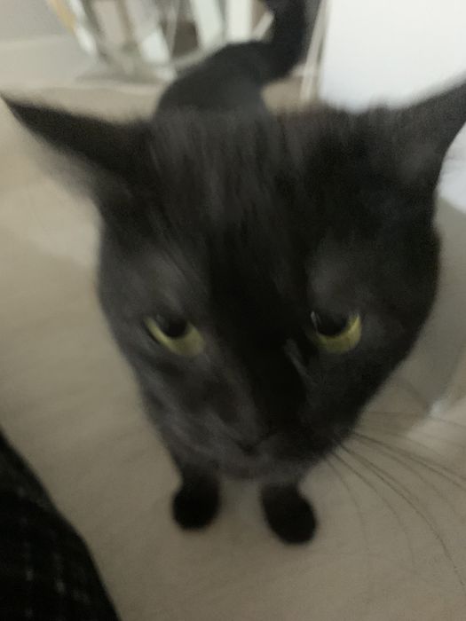 Хищница ищет свой дом