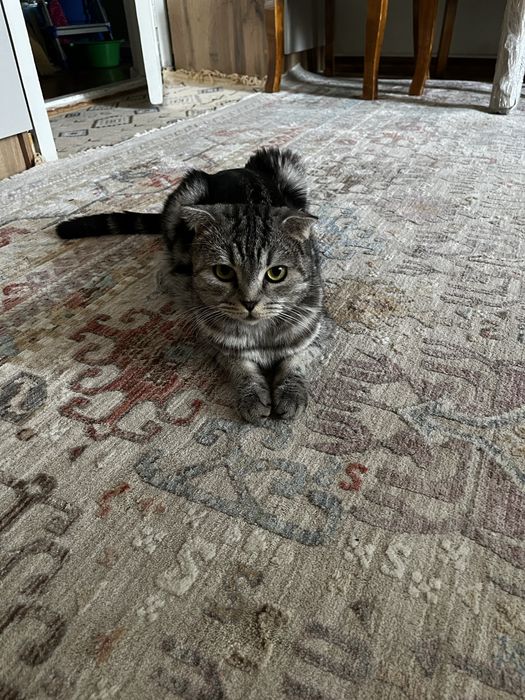 Веслоухие котята