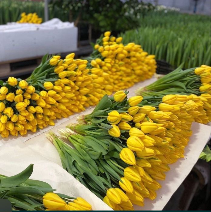 Тюльпан ОПТОМ предзаказ