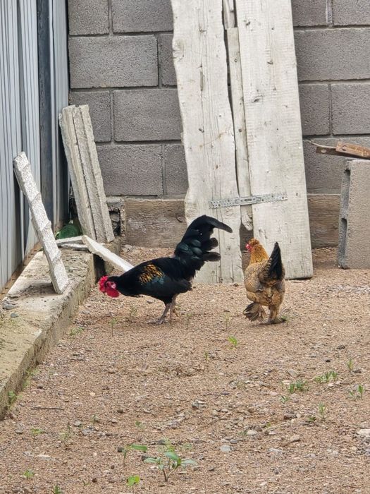 Куры японские декоративные