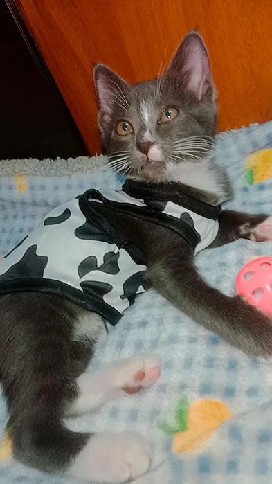 Котёнок Сюрприз ищет дом