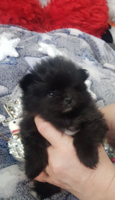 Шикарный мини мальчик без брака