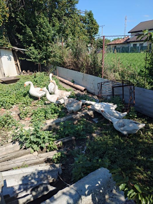 Vând două gâște și un gâscan de anul trecut!