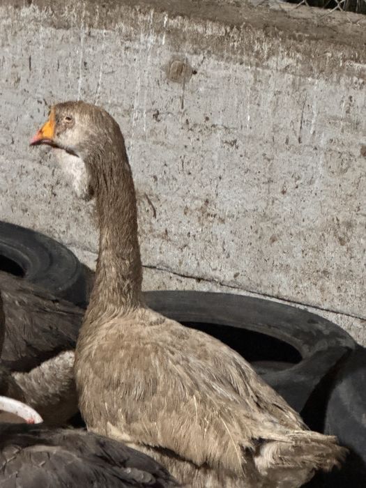 Яица гусиные холмогоры