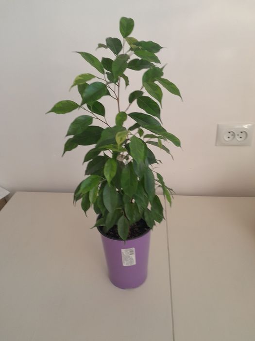 Фикусы  Бенджамина, 2 500 тг