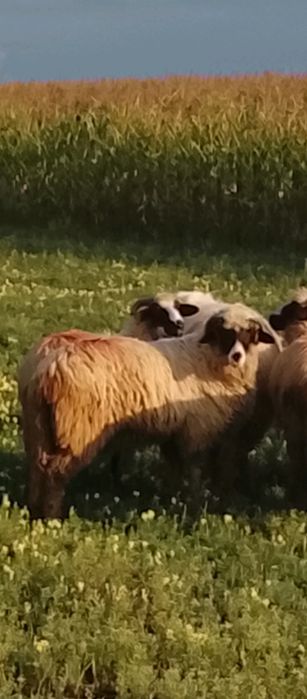 Vând berbecuț cu nasul alb