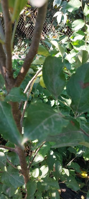 Саженцы яблони смородины дуб малина