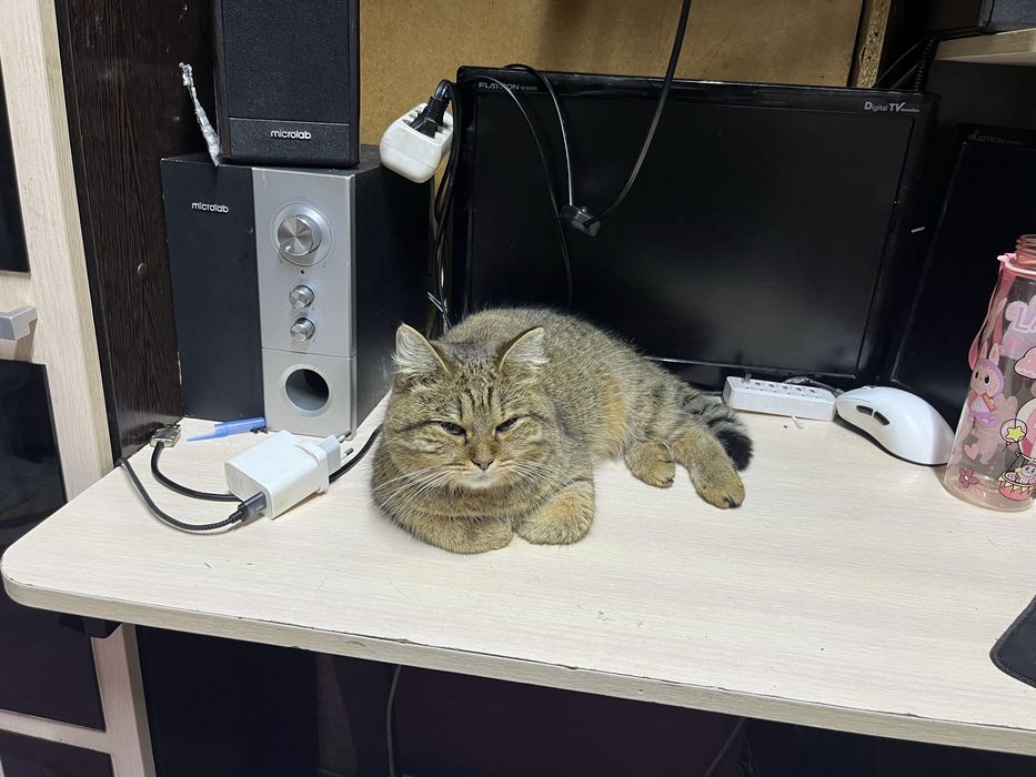 Кошечка ищет дом