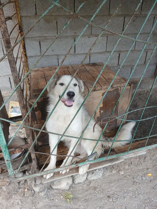 Бесплатно, сторожевая собака