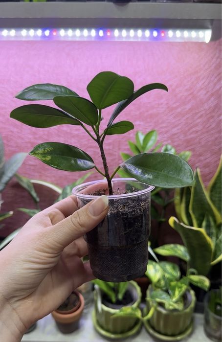 Фикус Мокламе укорененный