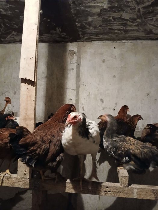 Товуклар сотилади