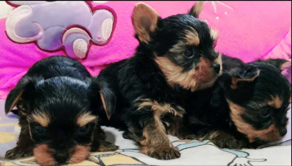 Йоркширски териер