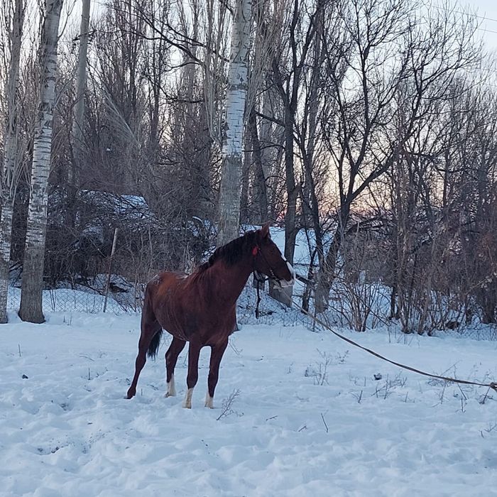 Лошадь   Турар рускулов