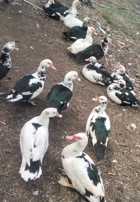 Индоутки молодые