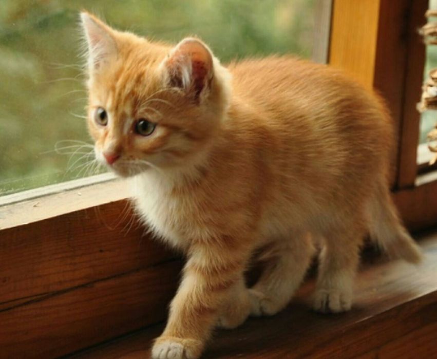 Katta, tik turgan kokraklarning fotosuratlari