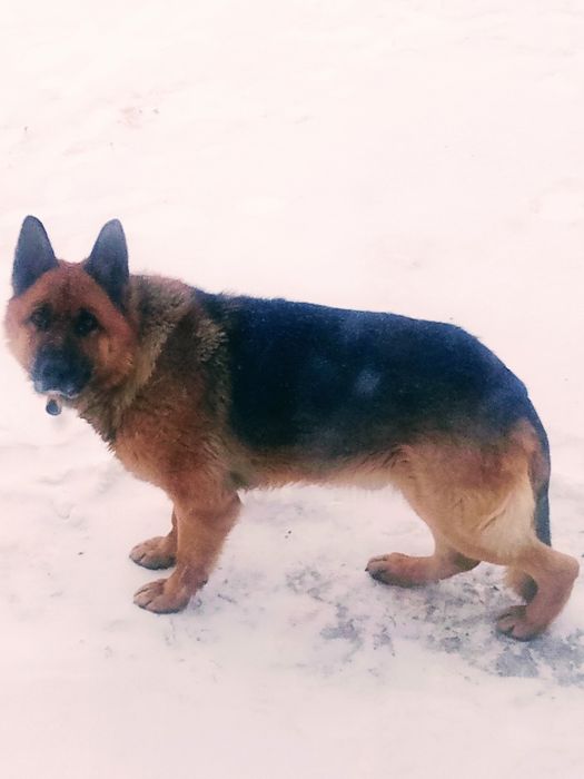 Немецкая овчарка кобель.