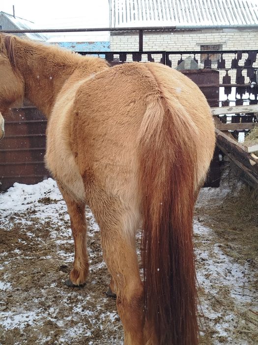 Кобыла 4 летка жеребая