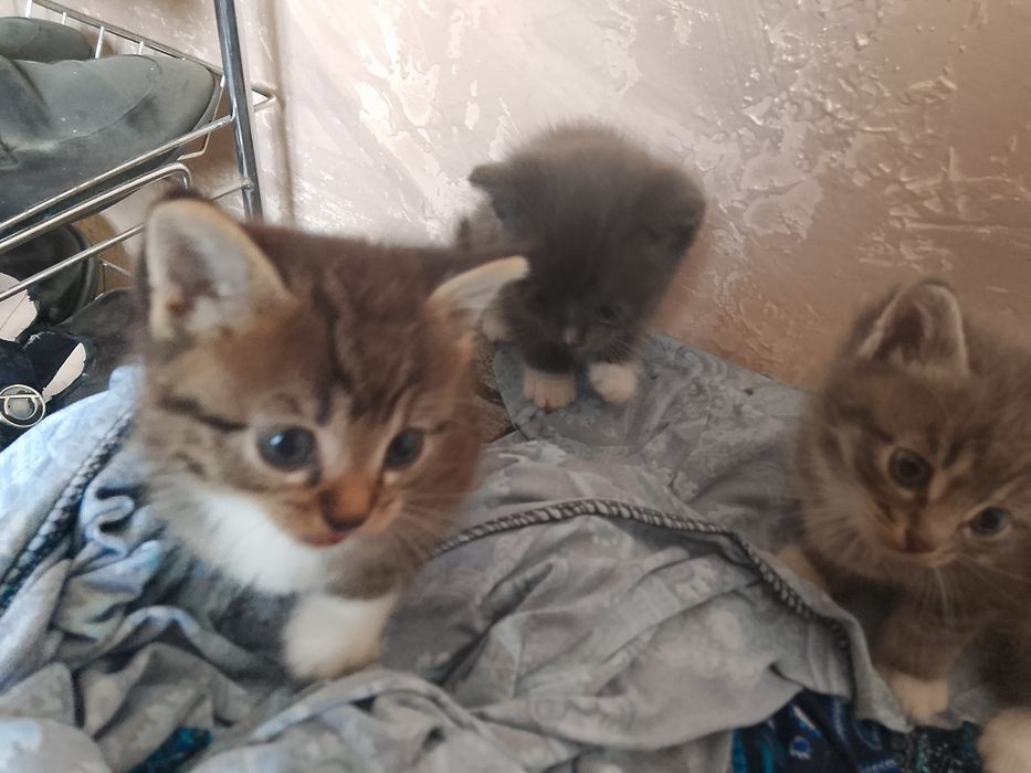 Отдам котят в хорошие руки