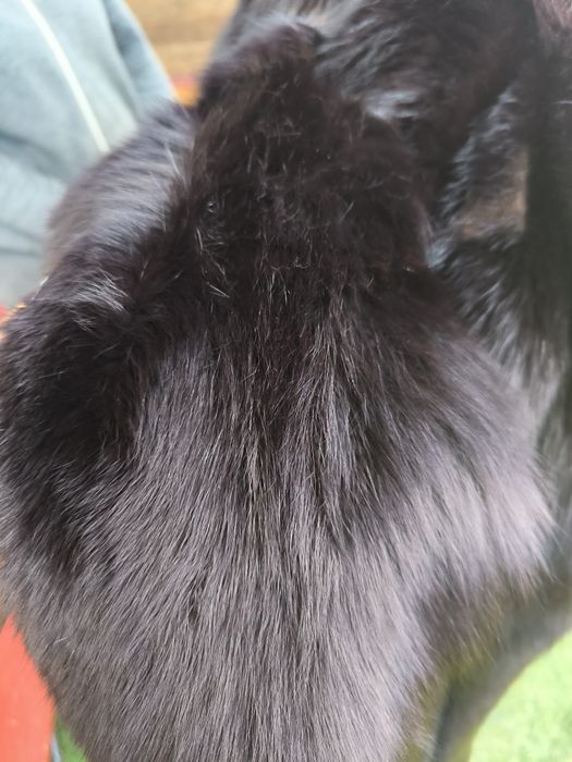 Продам шубу песец