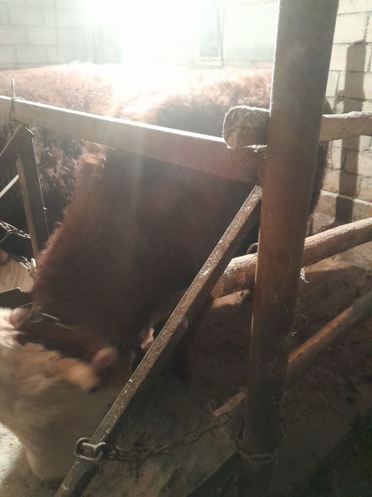 Откорм бұқалар сатылады.