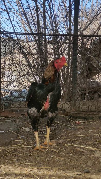 Дакан туляк бойцовый петух сатылады